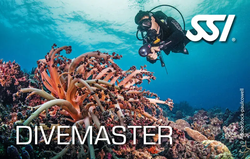 Divemaster Ausbildung - Professioneller Tauchlehrer bei der Arbeit